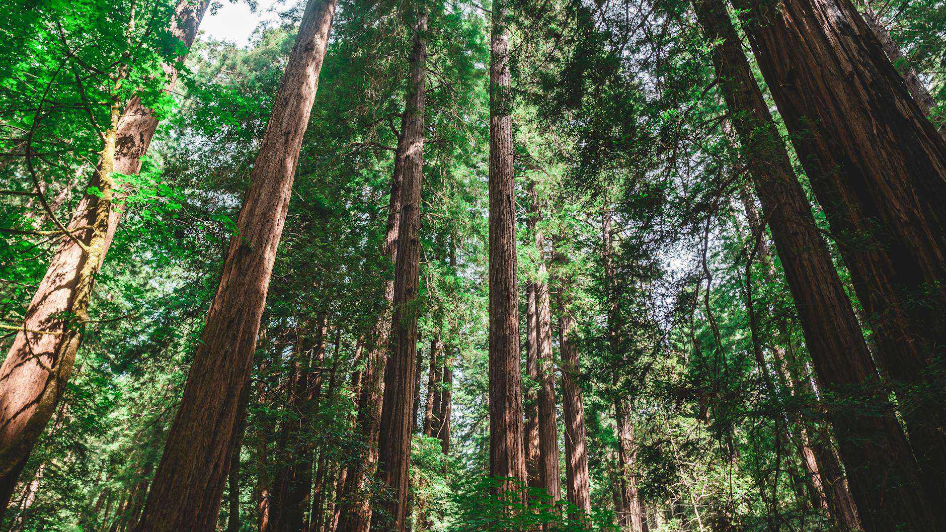 Muir Woods and Sausalito Tours